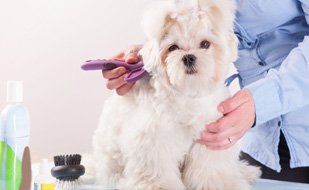 Boarding and Daycare